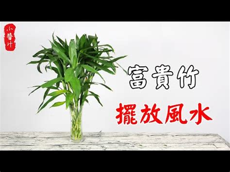 富貴竹风水|開運富貴竹風水指南：如何選擇數量？避免這6個禁忌，提升家庭。